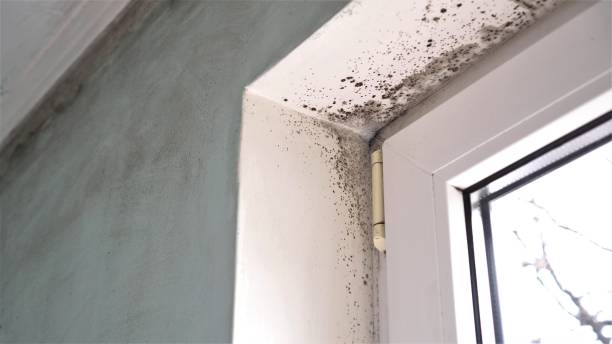 Mold Testing and Removal in Melville, RI