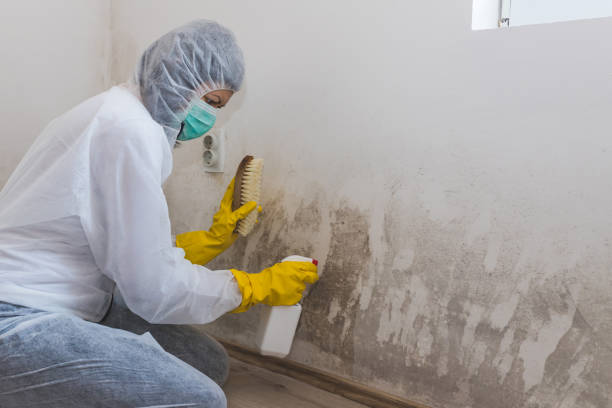 Best Mold Remediation  in Melville, RI