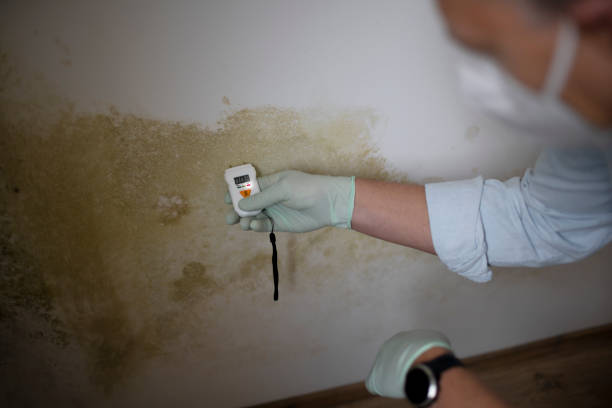 Best Attic Mold Removal  in Melville, RI