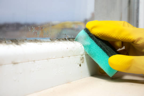 Best Mold Inspection  in Melville, RI
