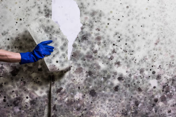 Best Mold Cleaning Services  in Melville, RI