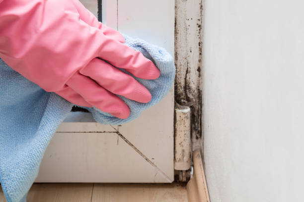 Best Affordable Mold Removal  in Melville, RI