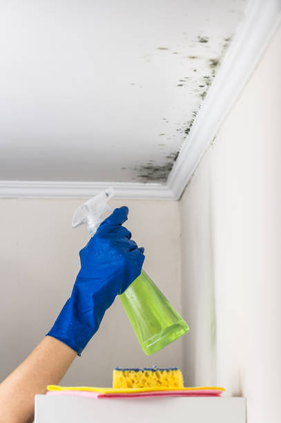 Best Residential Mold Removal  in Melville, RI