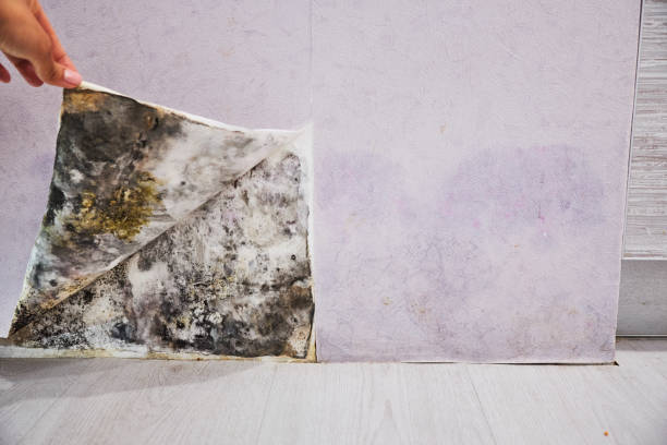 Best Commercial Mold Removal  in Melville, RI